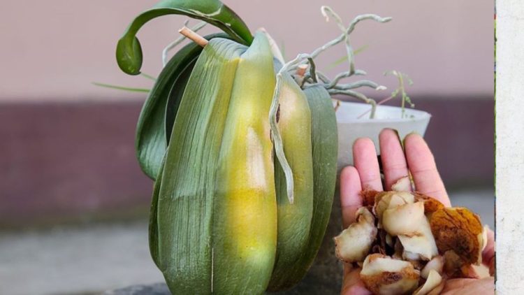 Comment soigner les feuilles d'orchidée jaunes : la méthode naturelle