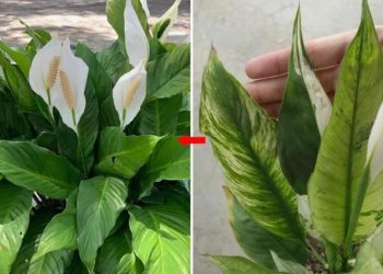 Comment stimuler la croissance du Spathiphyllum : comment le faire pousser en bonne santé et plein de fleurs ?