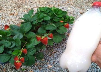 Comment utiliser le lait comme engrais organique naturel au jardin ?