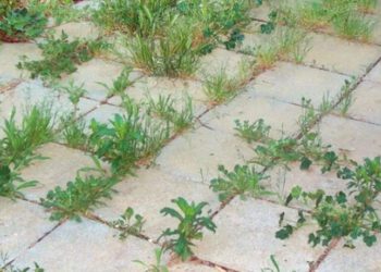 9 Désherbants naturels contre les mauvaises herbes