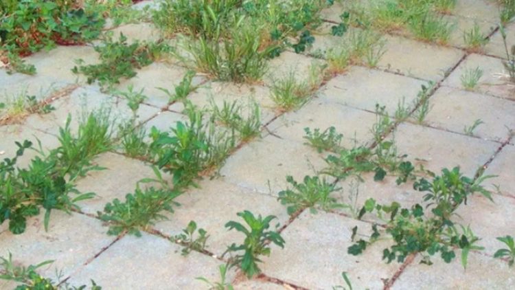 9 Désherbants naturels contre les mauvaises herbes