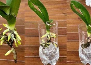 Entretenir et faire refleurir une orchidée : les astuces clés