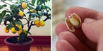 Guide du citronnier en pot et en pleine terre : quand et comment planter et entretenir un citronnier en bonne santé