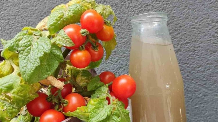 La sécheresse ne sera plus un problème, les tomates et les concombres poussent vite