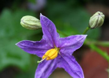 L'entretien du jardin en période de chaleur et de sécheresse