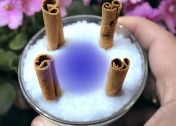 Mettez 4 bâtons de cannelle dans le sel et observez ce qui se passe en l'espace de 10 minutes