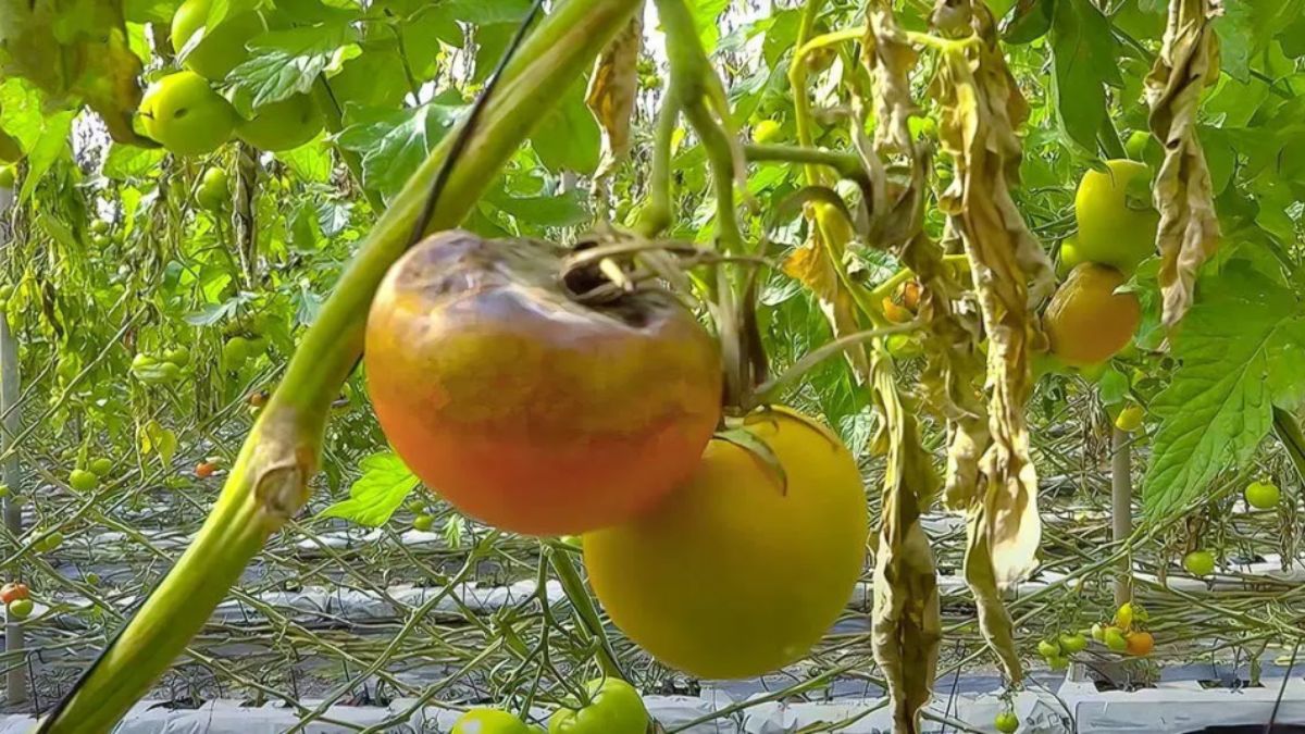 Mildiou Des Tomates Traitements Naturels Et Efficaces Comment