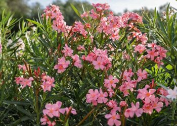 Mon laurier rose ne fleurit pas : Conseils et astuces pour une floraison complète