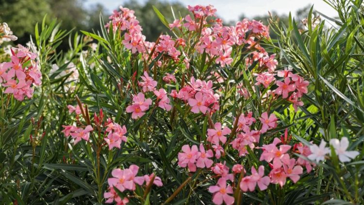 Mon laurier rose ne fleurit pas : Conseils et astuces pour une floraison complète