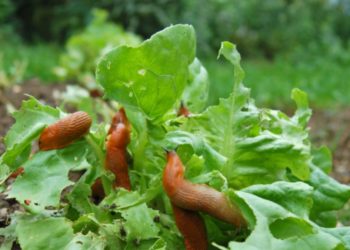 Pourquoi utiliser les flocons d'avoine dans son jardin ?