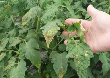 Quelles sont les maladies de la tomate ? Comment les reconnaître et la prévenir en un clin d'œil