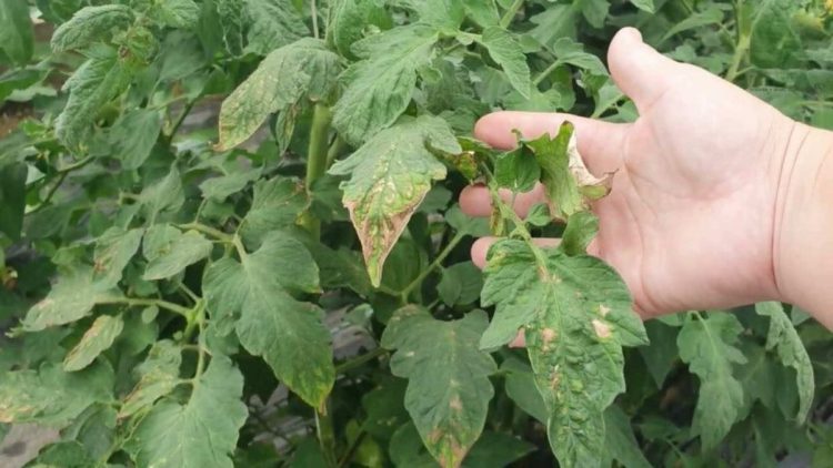 Quelles sont les maladies de la tomate ? Comment les reconnaître et la prévenir en un clin d'œil