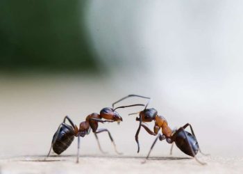 Sans produits chimiques : comment chasser les fourmis de la maison ?