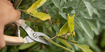 Tailler les plantes aromatiques en juillet