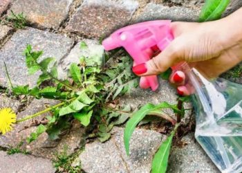 Un expert en jardinage partage une astuce géniale pour éliminer les mauvaises herbes entre les dalles en un clin d'oeil