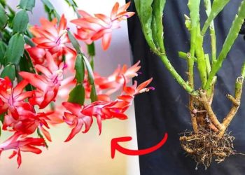 Voici comment reproduire une orchidée cactus à partir de tiges