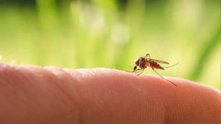 Cet été, les moustiques n’auront pas sa peau ! Nos conseils et astuces au naturel