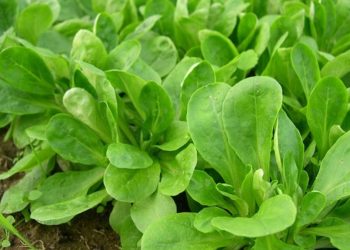 Comment avoir des salades toute l'année à récolter ?