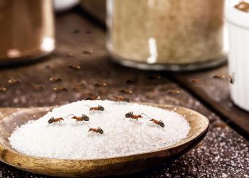 Comment éloigner les fourmis avec Un remède naturel, que tu as aussi dans ta salle de bains ?