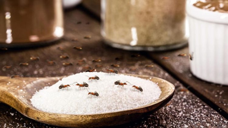 Comment éloigner les fourmis avec Un remède naturel, que tu as aussi dans ta salle de bains ?