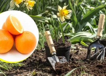 Comment fabriquer un répulsif orange puissant pour nourrir vos plantes et faire fuir les ravageurs ?