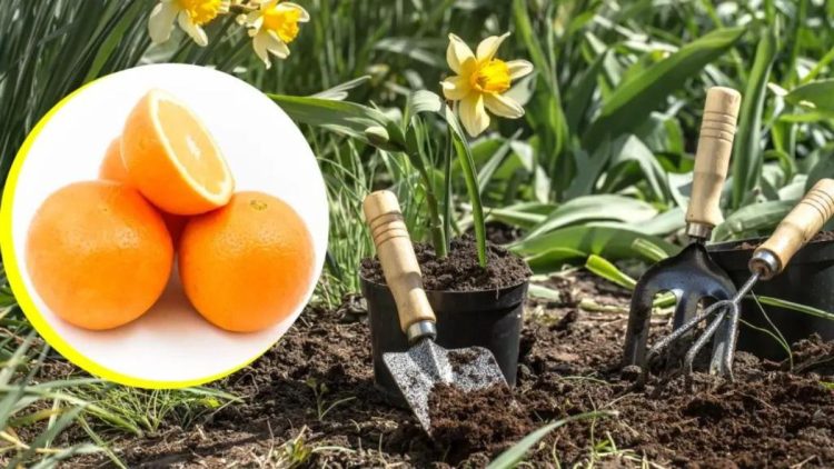 Comment fabriquer un répulsif orange puissant pour nourrir vos plantes et faire fuir les ravageurs ?