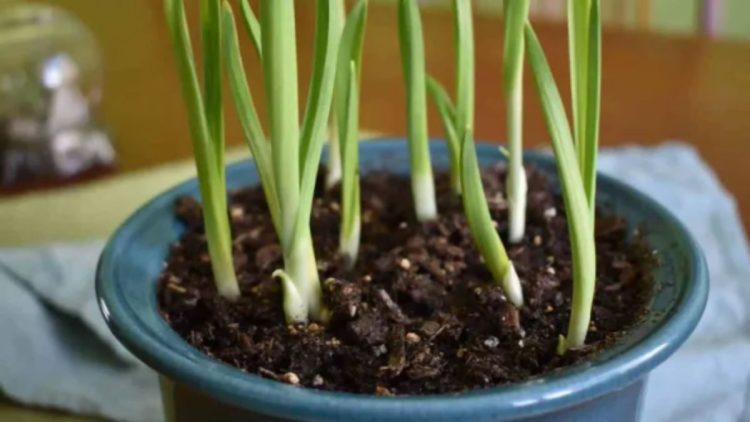 Comment faire pousser de l'ail dans des pots?