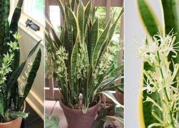 Comment prendre soin de la sansevieria ? Entretien & arrosage