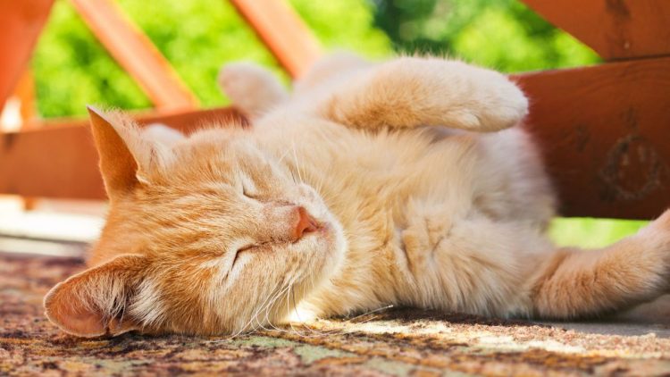 comment rafraîchir votre chat quand il fait chaud ?