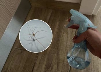 Comment se débarrasser des araignées de la maison ?