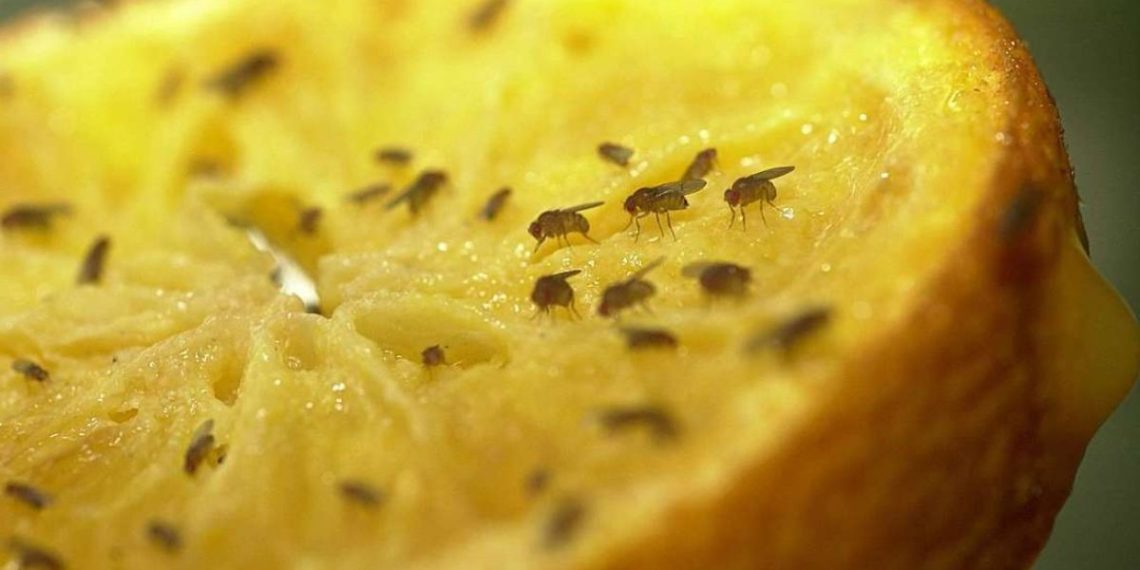 Par quoi remplacer le safran 6 alternatives pour remplacer l’épice la plus chère du monde
