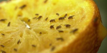 Comment se débarrasser des mouches à fruits dans la cuisine?