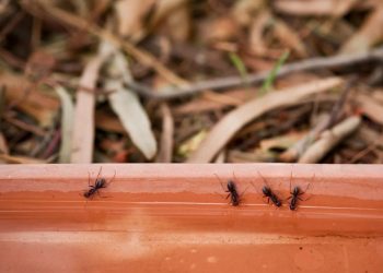 De l'urine contre l'invasion de fourmis