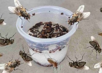 Éliminer les Mouches, les Moustiques et les Cafards en moins de 10 minutes