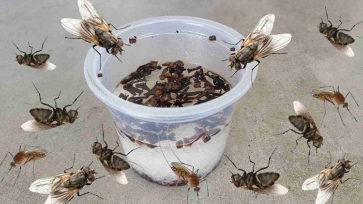 Éliminer les Mouches, les Moustiques et les Cafards en moins de 10 minutes