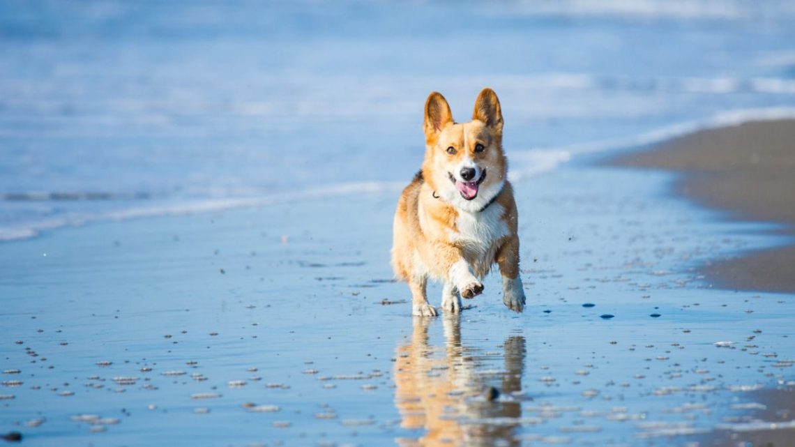 Emmener Son Chien La Plage Quelques Pr Cautions Prendre