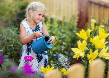 Fleurs de lys : tout sur la plantation et l'entretien des lys