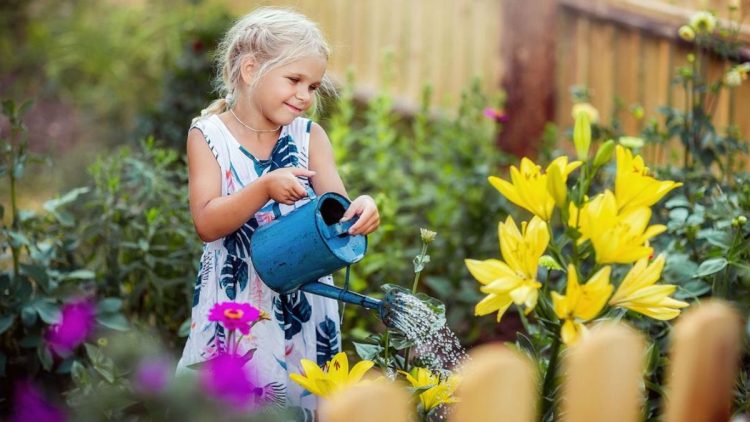 Fleurs de lys : tout sur la plantation et l'entretien des lys