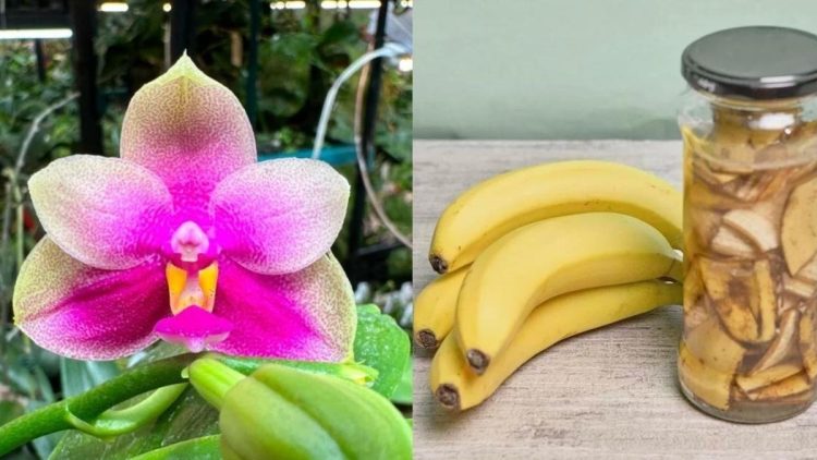 La peau de banane est le meilleur engrais naturel pour vos orchidées