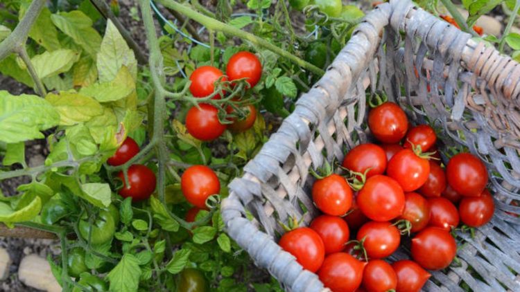 La saison des tomates en été : les trucs et astuces à connaître en 2023