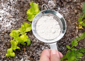 Le bicarbonate de soude : un puissant désherbant naturel