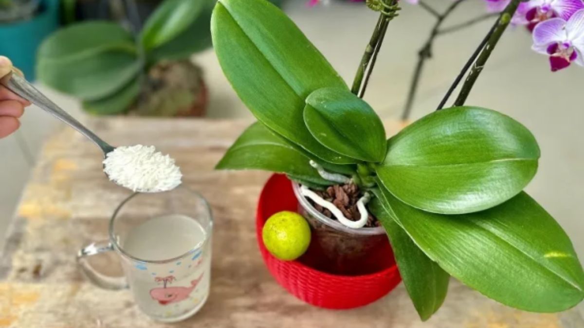 Reiswasser zum Gießen von Orchideen Gebrauchsanweisung tipps rezepte