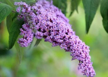 Lilas: comment bien le tailler?