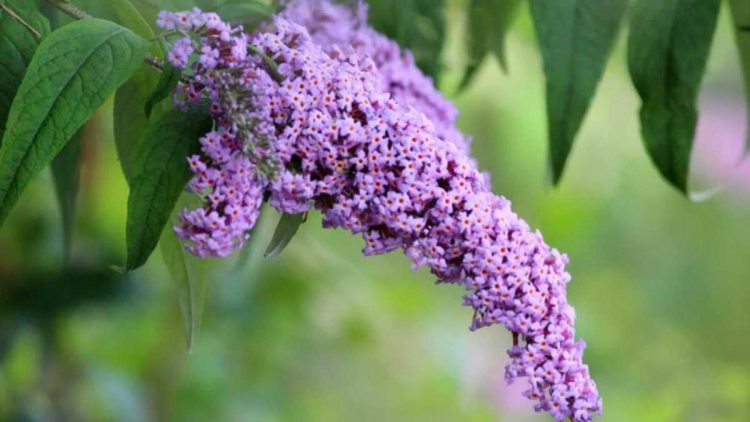 Lilas: comment bien le tailler?