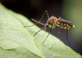 Plante anti-moustique : 7 variétés pour les éloigne