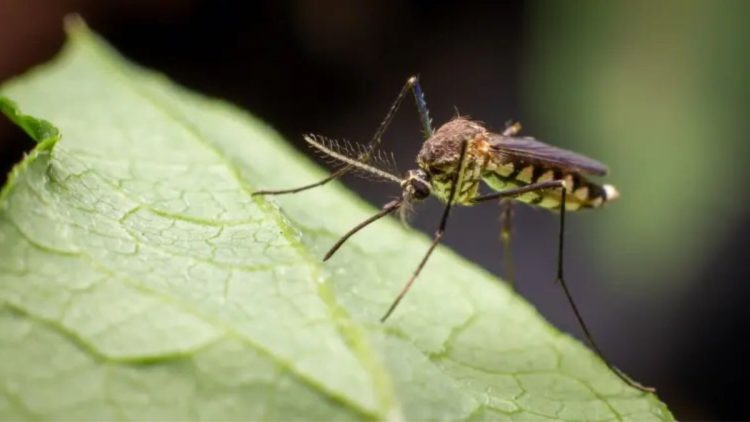 Plante anti-moustique : 7 variétés pour les éloigne