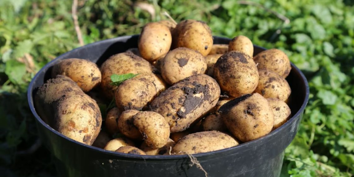 Comment congeler les poivrons conseils pour congeler les poivrons de manière facile Comment