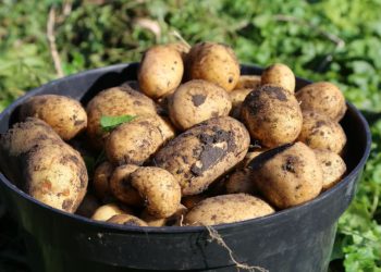 Quand récolter les pommes de terre ? Comment reconnaître le bon moment ?