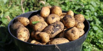 Quand récolter les pommes de terre ? Comment reconnaître le bon moment ?