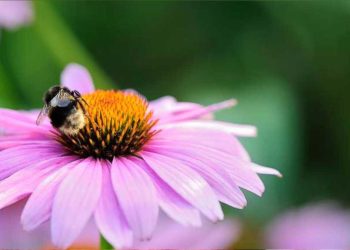 Que dois-je planter pour aider les abeilles